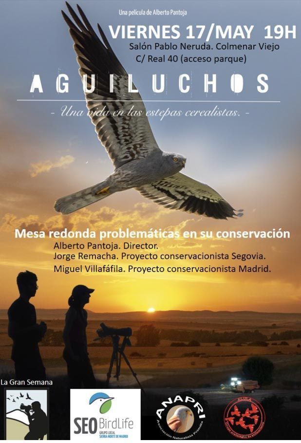 Anapri aguiluchos may 8